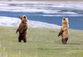 Two coastal brown bears standing on hind legs