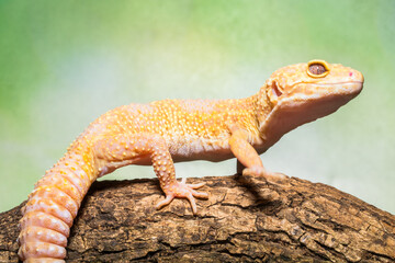Naklejka premium leopard gecko in branch