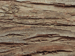 bark of a tree. wood background