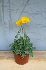 Flowering poppy in a terracotta pot