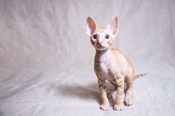 Cornish Rex kitten on a beige background