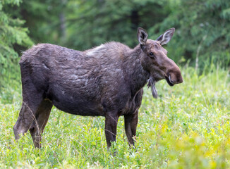 Female moose in the grass field