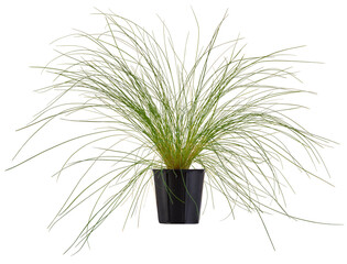 Corynephorus canescens grass in a black plastic pot isolated on a white background.