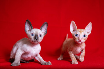 Cornish Rex kitten on a red background
