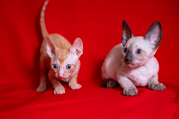 Cornish Rex kitten on a red background