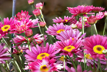 Obraz premium Flowers