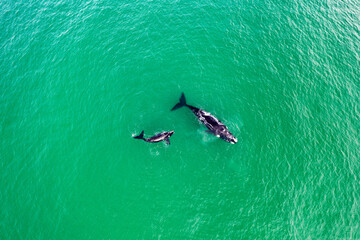 Baby and Mother Southern Right Whale in South Africa / Baby und Mutter Südlicher Glattwal in Südafrika