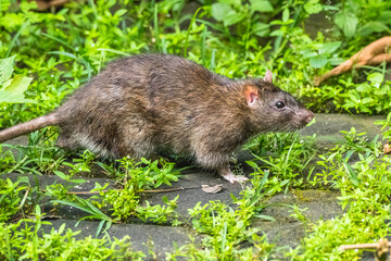 the giant rat in the grass