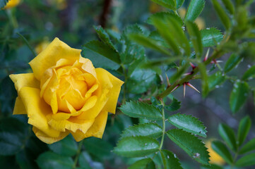 Yellow rose Bud close-up.