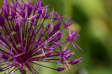 Allium cristophii, the Persian onion or star of Persia; Close up purple flower.