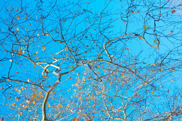 Auf dem Hintergrund vom blauen Himmel sieht man  dünne, helle Platanen Äste mit wenige Blätter, die helle warme Farben haben und von der Sonne beleuchtet sind. 