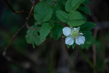 Wild flowers , sri lanka , jungle