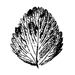 Leaf imprint illustration on white background, ink prints of natural leaves, image black and white illustration, paint prints of a leaf, hand made