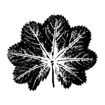 Leaf imprint illustration on white background, ink prints of natural leaves, image black and white illustration, paint prints of a leaf, hand made