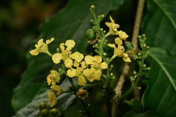 Wild flowers , sri lanka , jungle