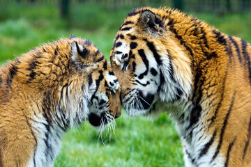 Male and female Sumatran tigers embrace 