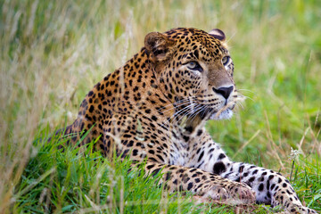 Fototapeta na wymiar Sri Lankan leopard sitting in long grass