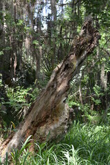 Dead tree in the woods