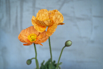 Flowering poppy in a terracotta pot