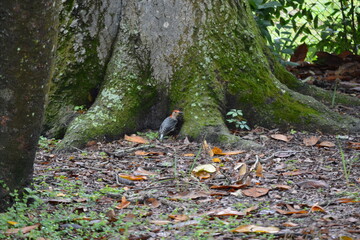 Red-bellied Woodpecker in forest