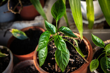 Little lemon tree in mini garden on balcony of flat