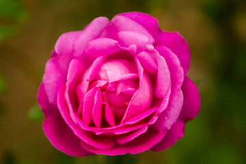 
blooming rose flower in Brazil close up view from above