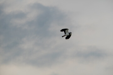 Northern lapwing or Peewit flying in cloudy sky