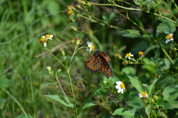 butterfly on flower