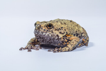 the kaloula baleata frog