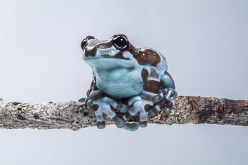 the milk frog in branch