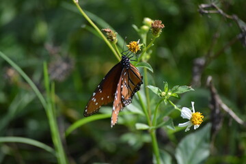 butterfly on flower