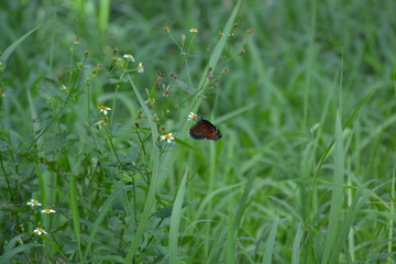 butterfly on a flower