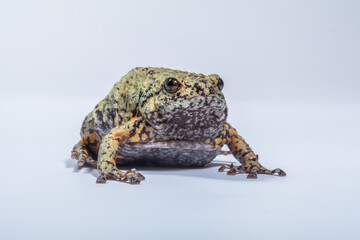 the kaloula baleata frog