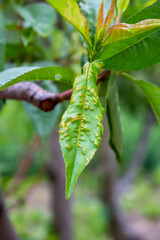 Naklejka premium Taphrina deformans, bacterial blight on peach leaf, fruit tree disease.