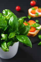 A bush of fresh basil in a pot on the kitchen table and bruschettas with tomato and cheese in the background