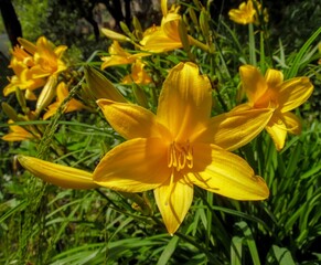 Blooming daylily flowers on a garden background close-up