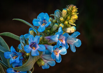close up of a blue wildflowers