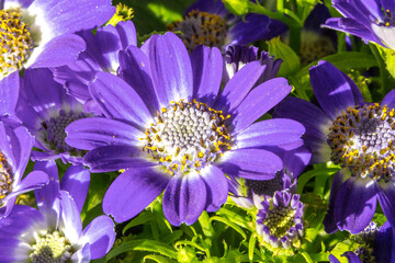 Cape daisy or Cape marguerite (in german Bornholmmargerite) Osteospermum ecklonis