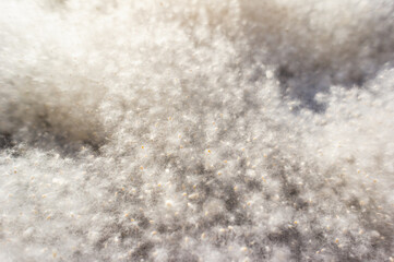 Toplin fluff lying on an urban environment. Allergy to poplar seeds in the city. Close-up, selective focus