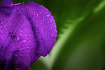 close up of a purple flower with raindrops on green background