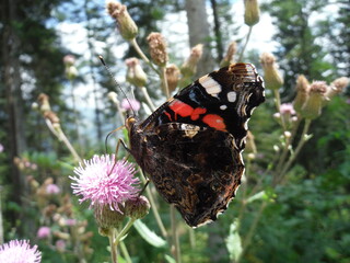 Red admiral butterfly collecting nectar in a Swiss Forest.