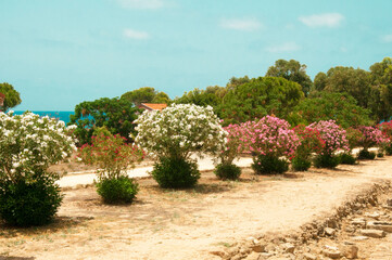 Fototapeta na wymiar flat terrain with shrubs by the sea landscape by the sea