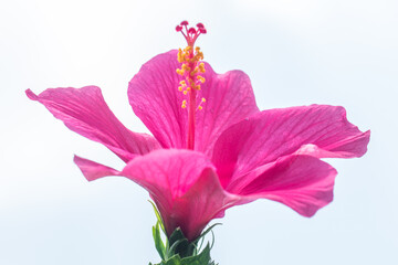 the pink of hibiscus flower