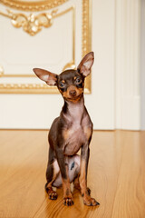 portrait of a miniature Russian toy terrier  puppy 