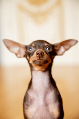 portrait of a miniature Russian toy terrier  puppy 