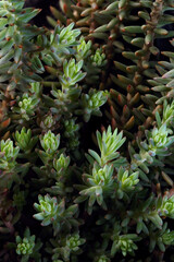 Succulent plant sedum photographed close-up.