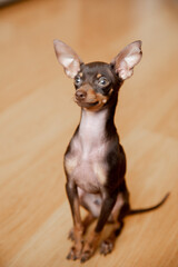 portrait of a miniature Russian toy terrier  puppy 