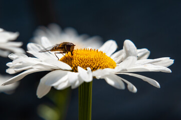 Naklejka premium chamomile and bee in a summer cottage4