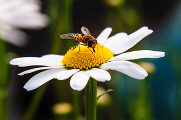 
chamomile and bee in a summer cottage3