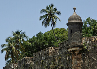 Fototapeta na wymiar palm tree on the roof of fortress